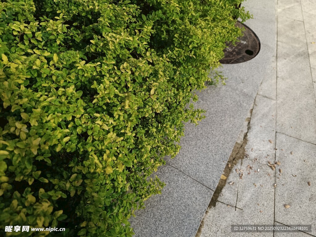 路边翠绿灌木丛与排水口
