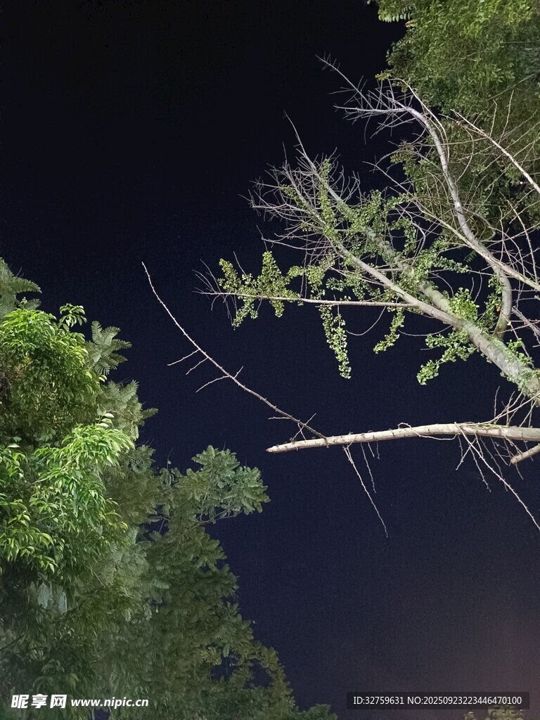 夜空下的繁茂树枝