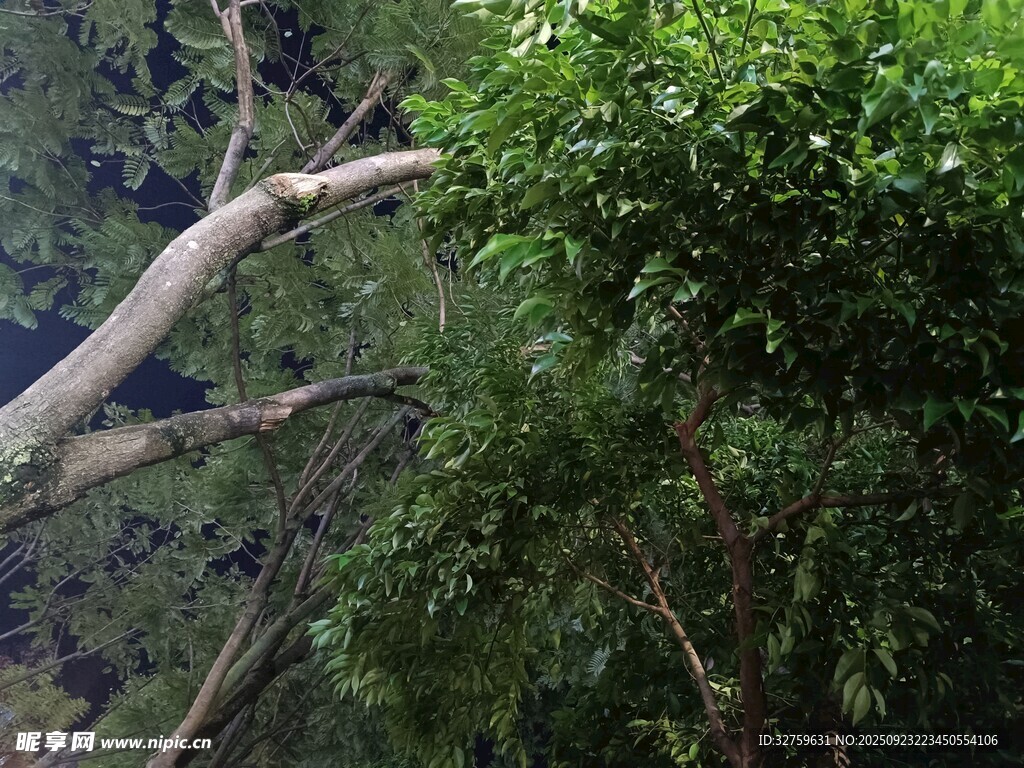 夜间倾斜的树木与繁茂枝叶