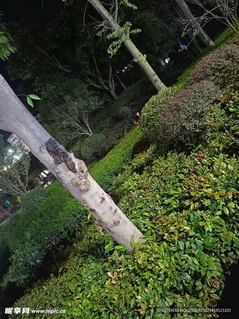 倒下的树木与繁茂植被