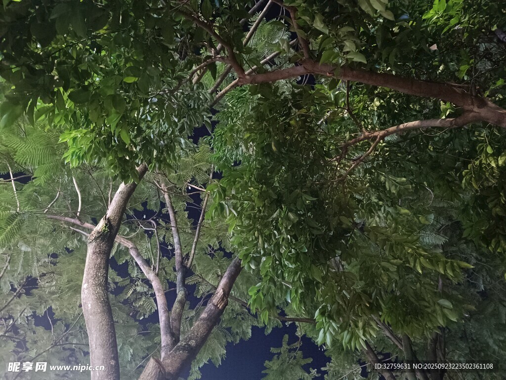仰视茂密树林树冠