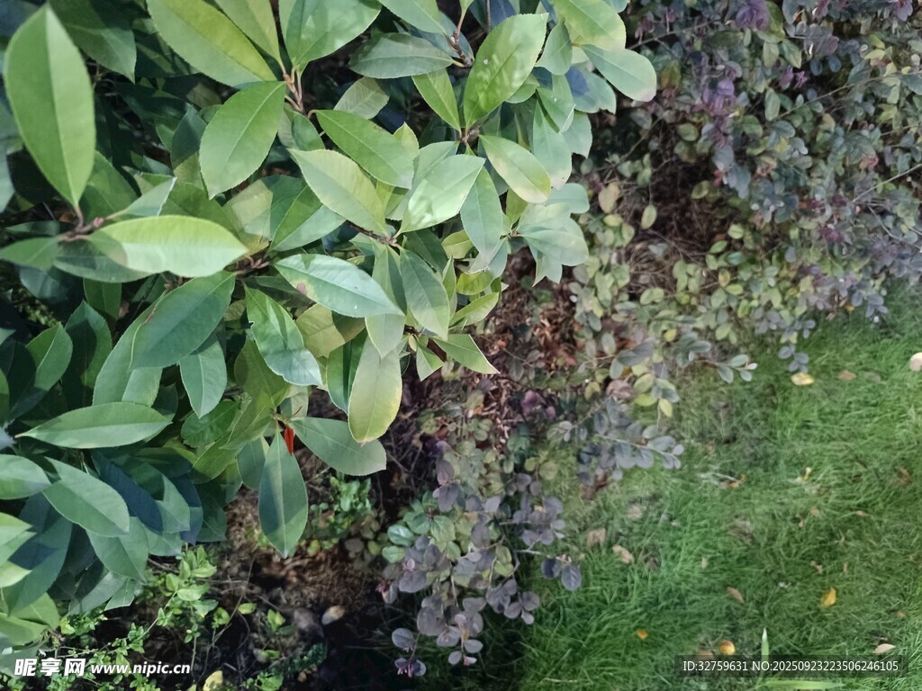 绿叶与紫色小花的景致