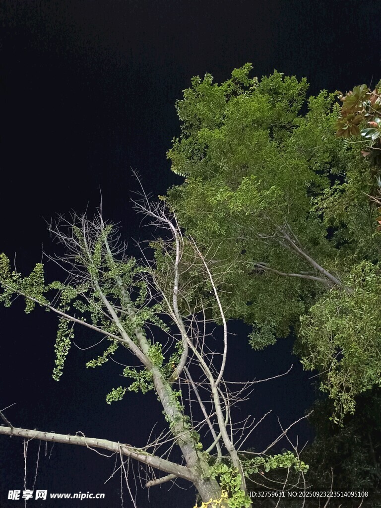 夜空中的繁茂树枝