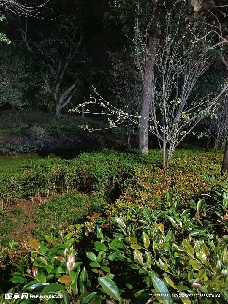 自然绿意中的枯树景观