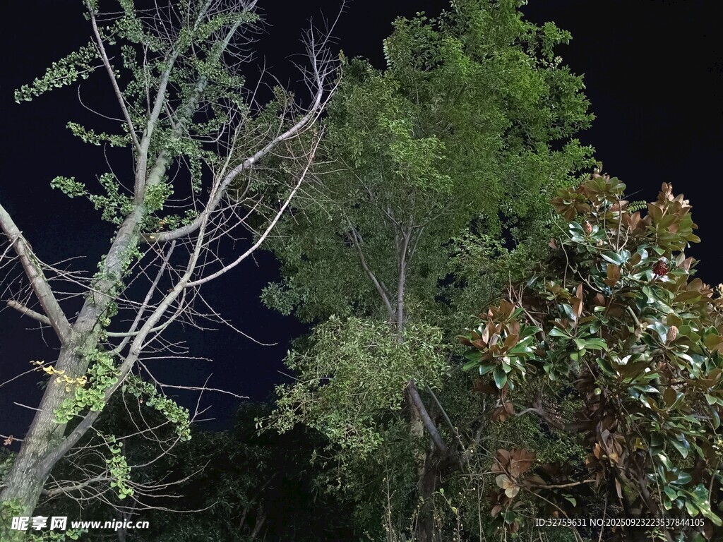 夜晚中的繁茂树木