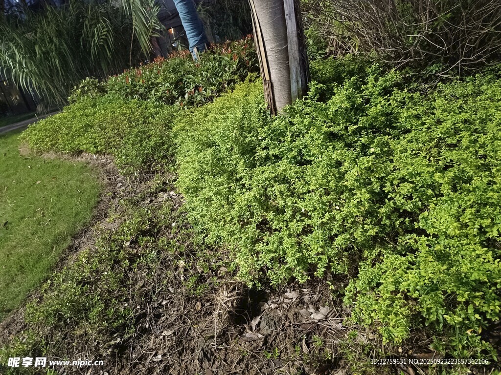 绿意盎然的花园植物景观