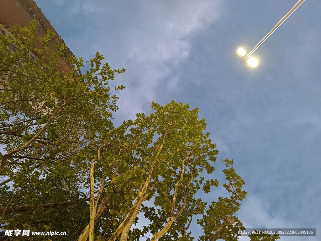 夜空下树梢间的明亮光束