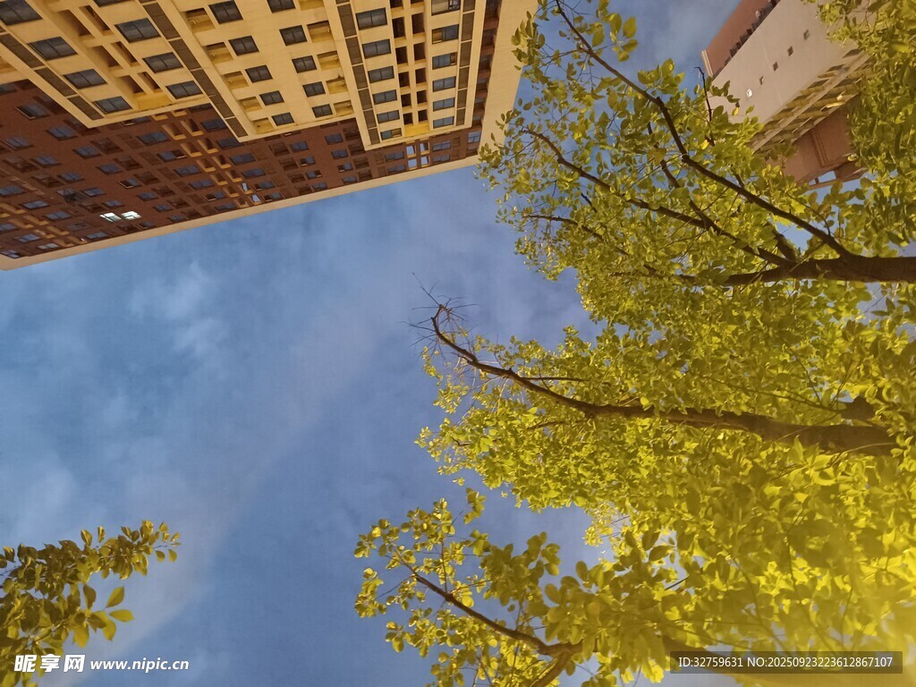 仰视城市楼宇与葱郁树木