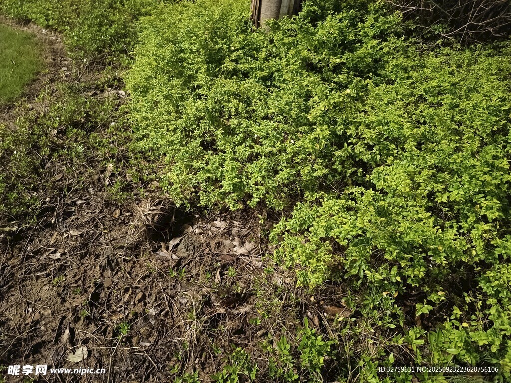 绿意盎然的地面植物景观