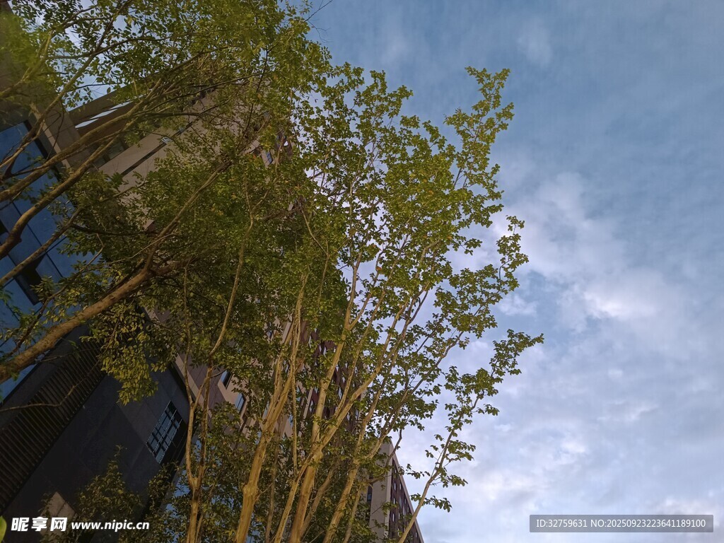 蓝天翠竹旁的建筑景致