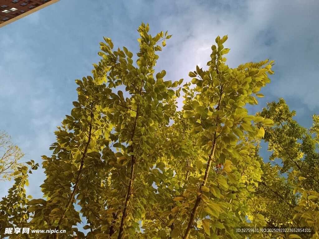 阳光下的葱郁绿树