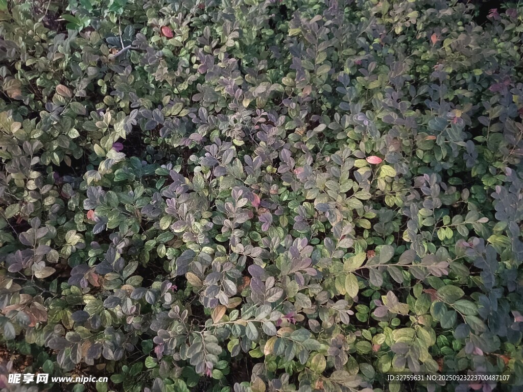 地面上的繁茂绿植