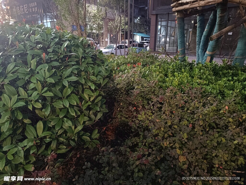街边绿植景观