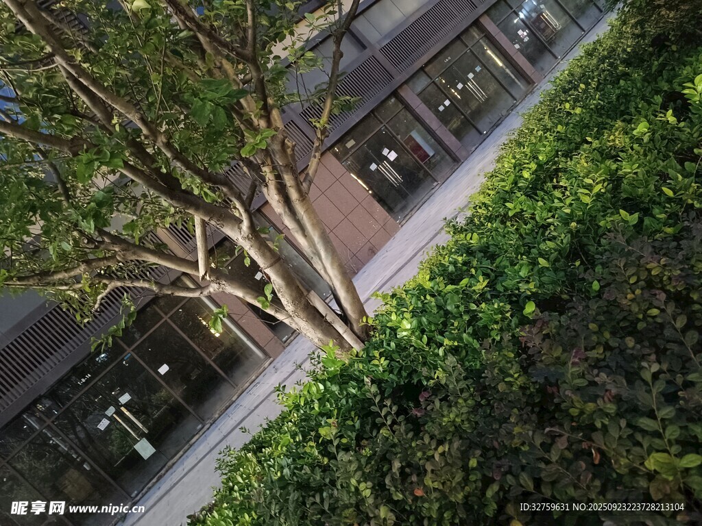 庭院绿植与建筑景观
