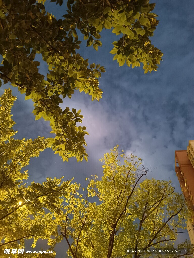 仰望金黄树叶与蓝天