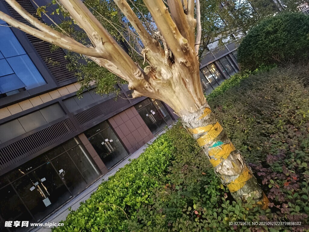 树干缠黄带的绿植景观