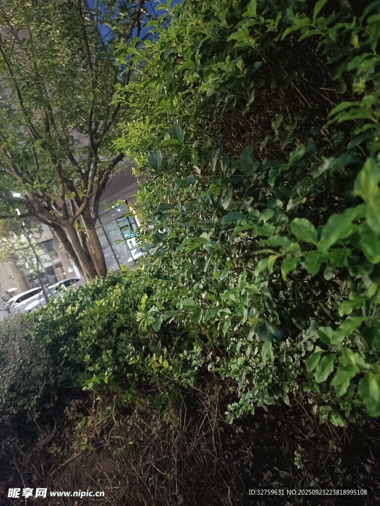 繁茂绿植景观