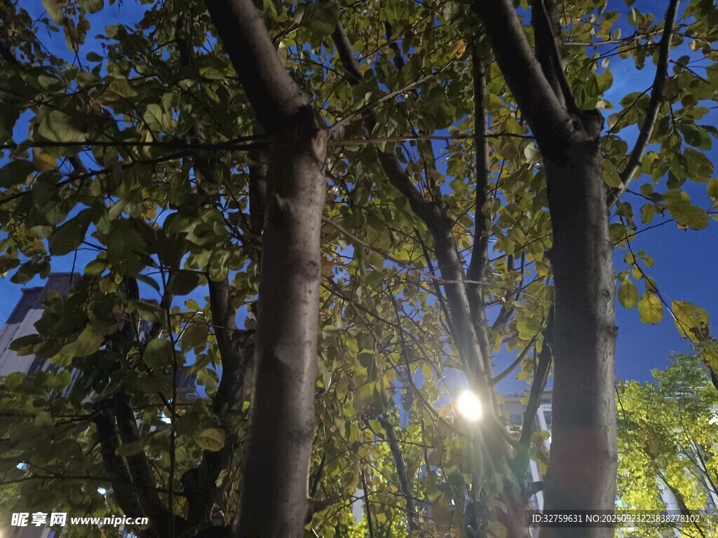 夜幕下的树木与明亮路灯