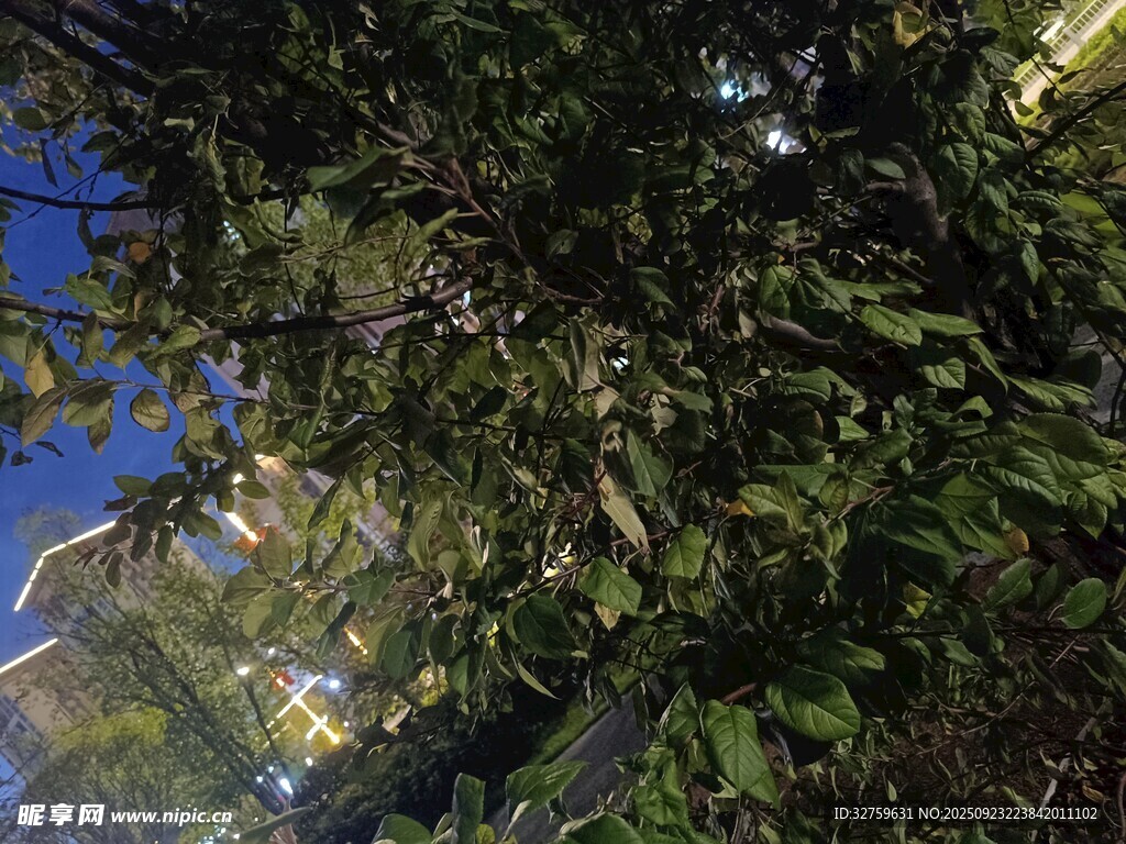 繁茂枝叶间的微光景象