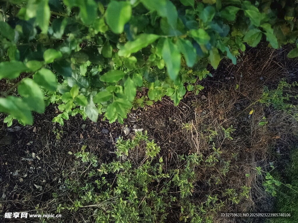 地面绿植与土壤景观