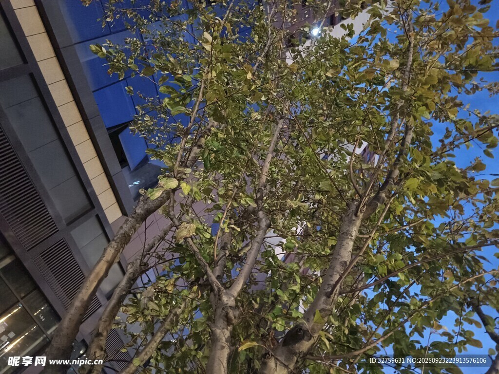 窗边绿树映蓝天
