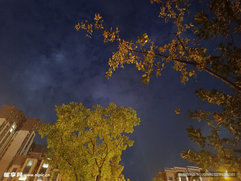 夜空中的树木与建筑
