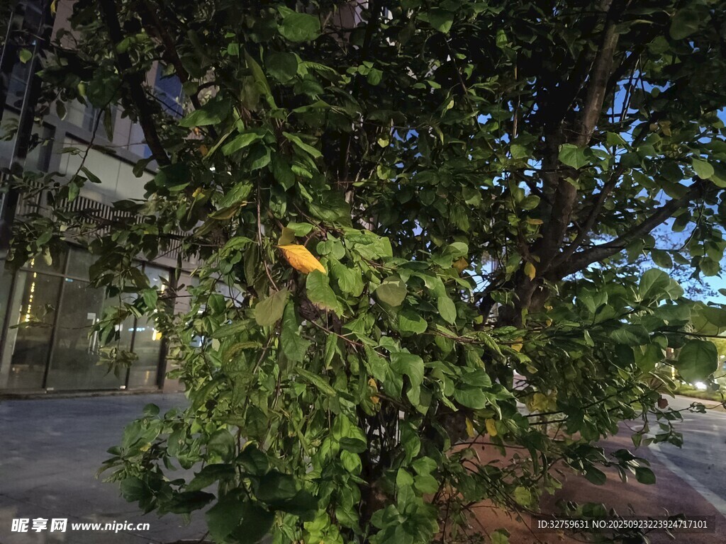 路边繁茂绿植景观