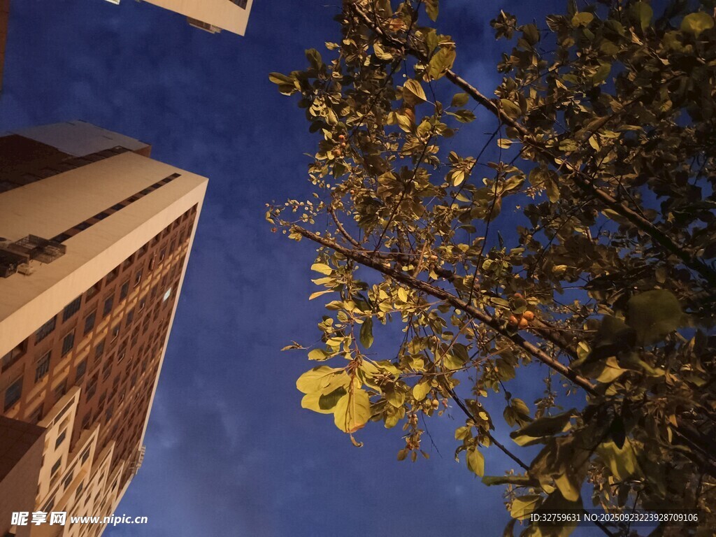 仰视楼间树梢与蓝天