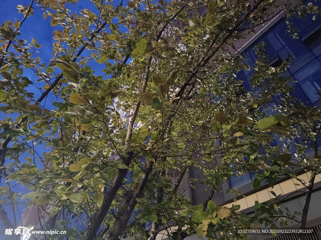 阳光下的绿树与建筑
