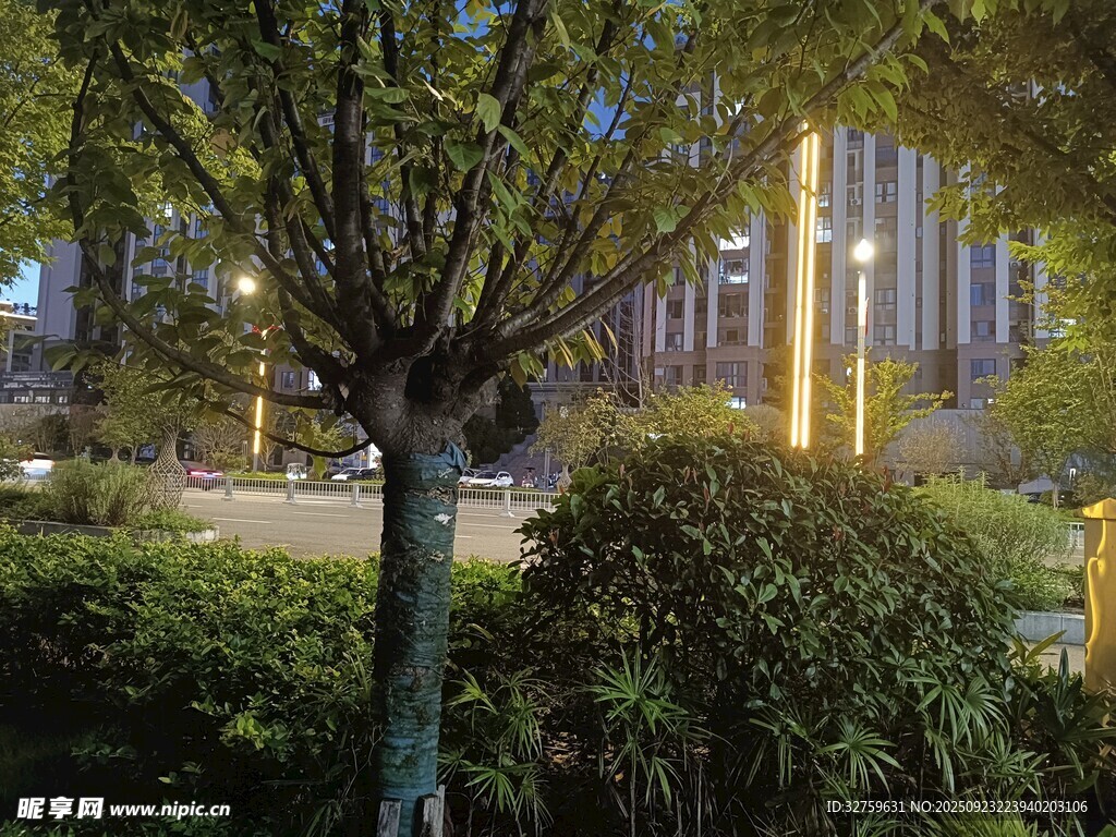 夜晚街边树木与绿植景观