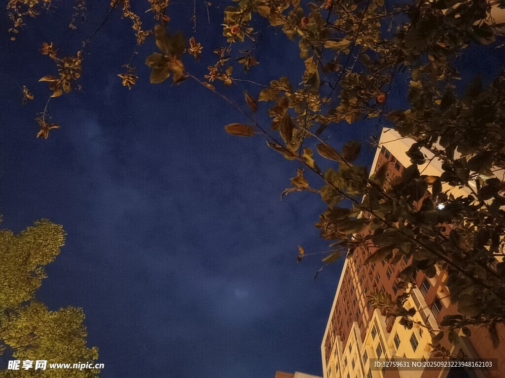 夜幕下的建筑与树梢