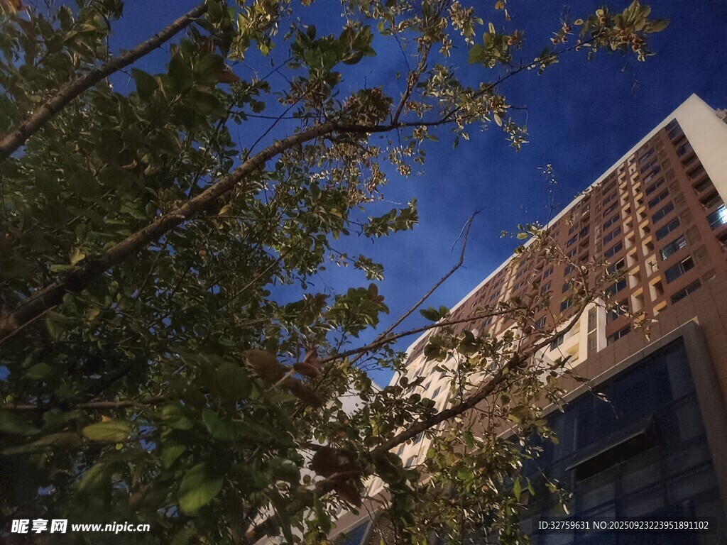 城市中树木掩映的建筑