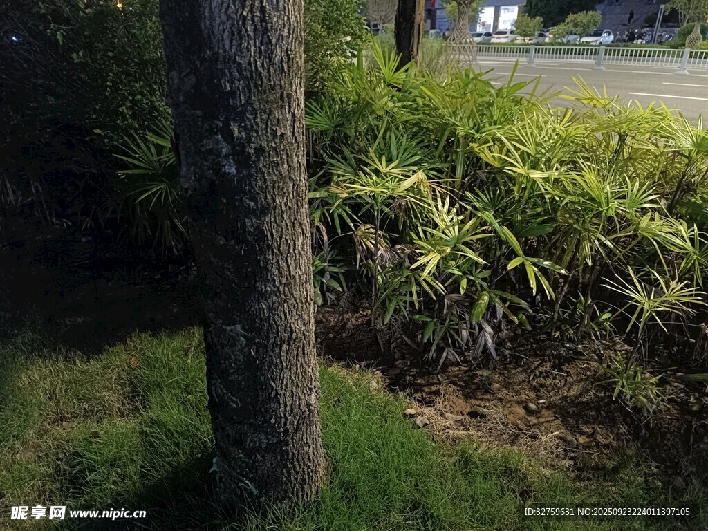 户外树下绿植景观