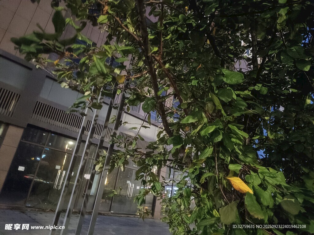 夜间绿植景观