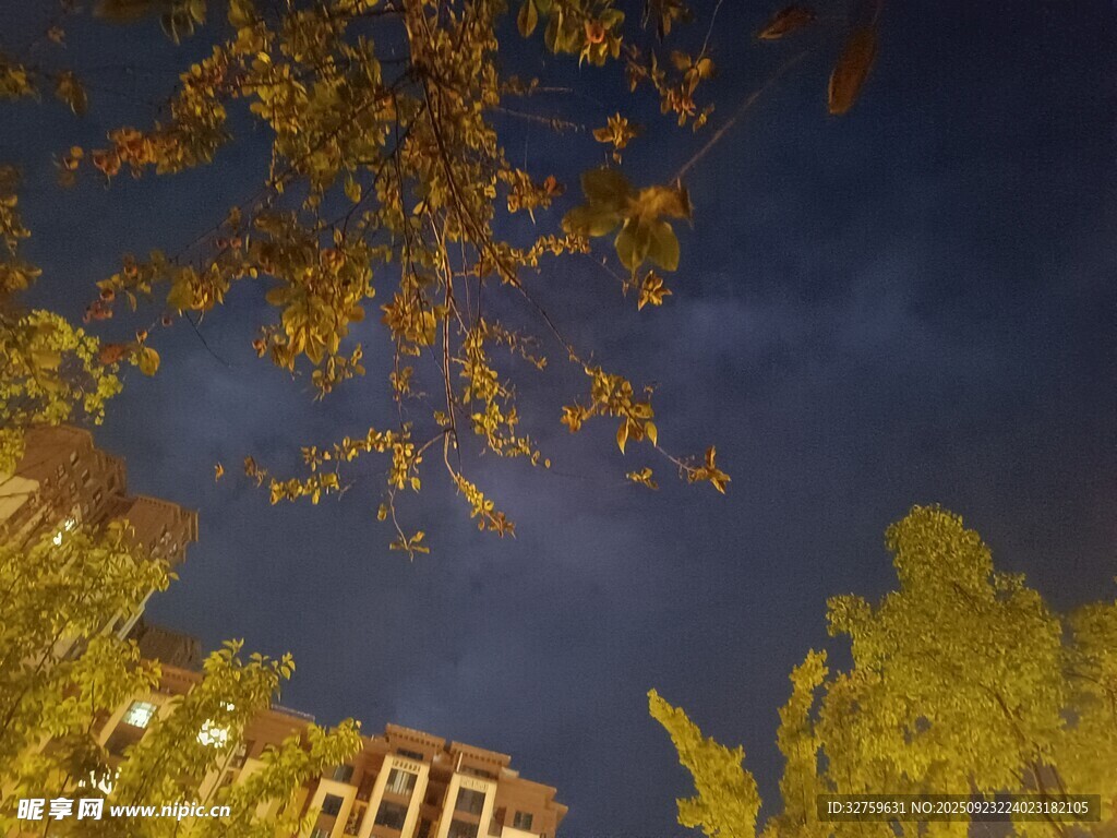 夜幕下的树木与建筑景观