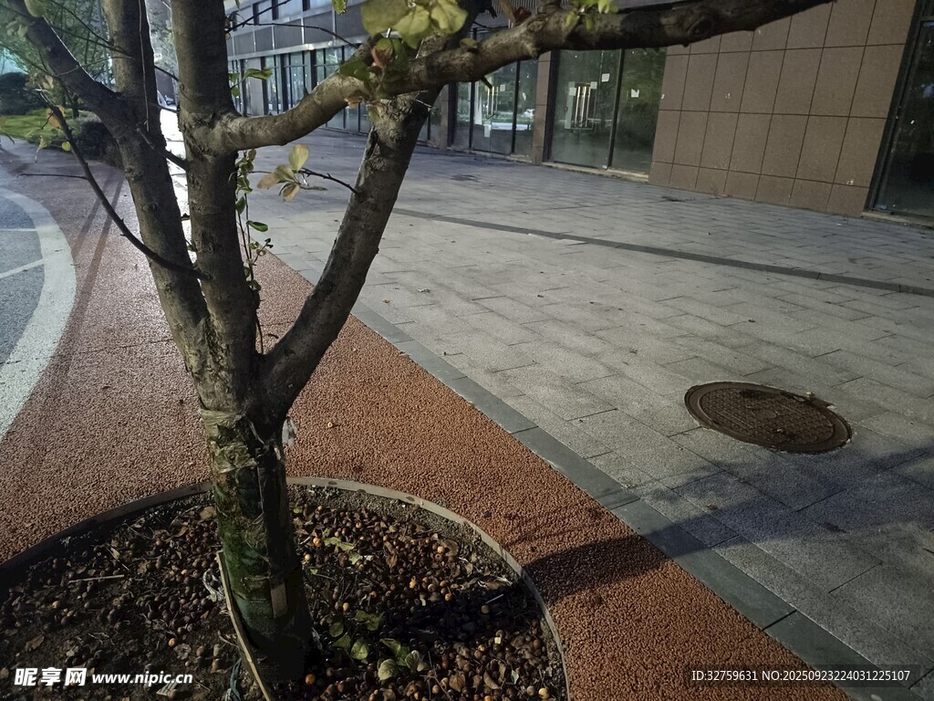 街边小树