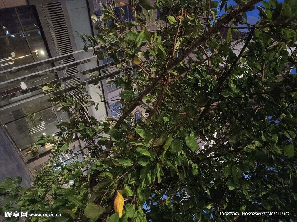 窗边绿植生机盎然