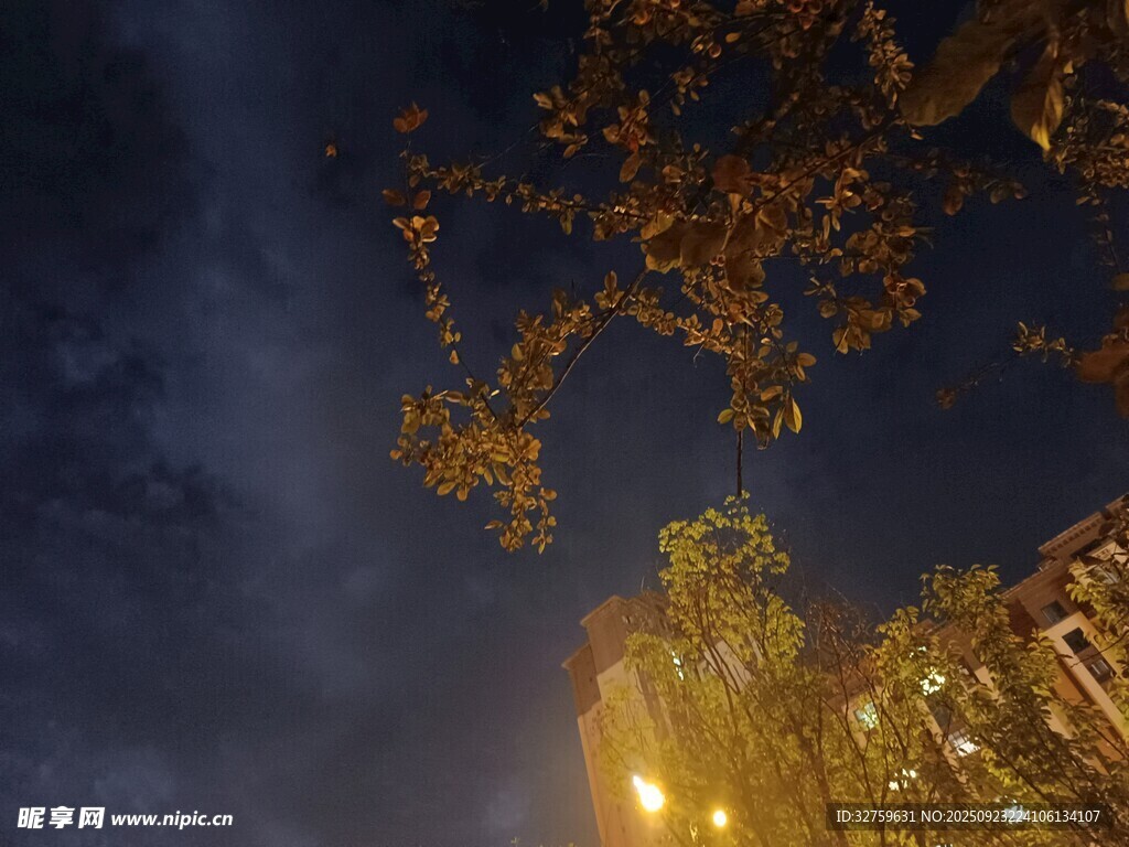 夜幕下的树木与亮灯建筑