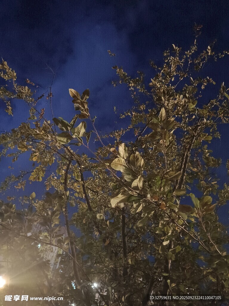 夜色中枝叶繁茂的树木