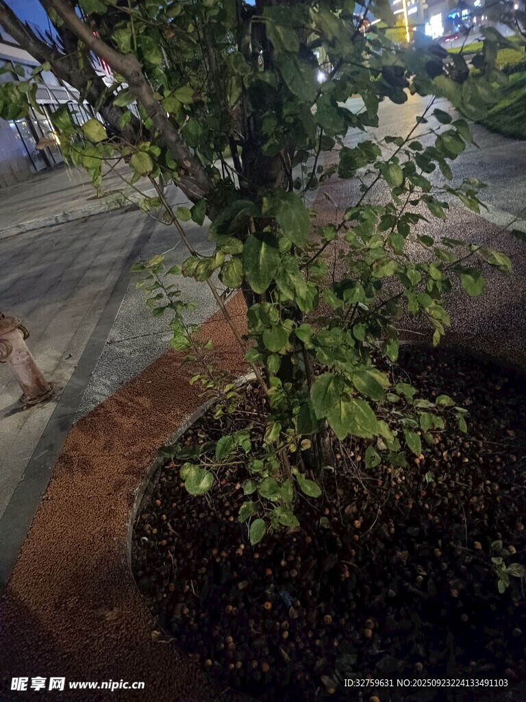 夜色中的绿植花卉景观