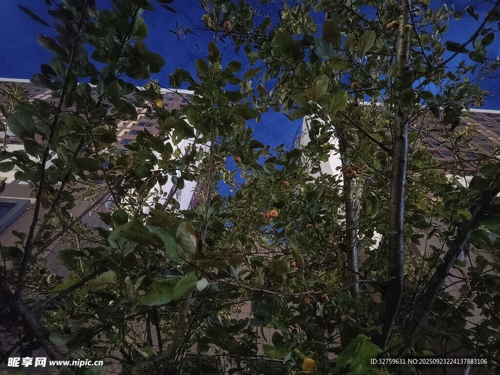 透过枝叶见建筑一角