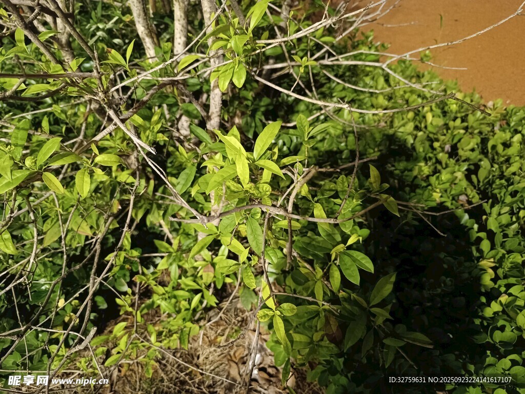 溪边翠绿繁茂的植物