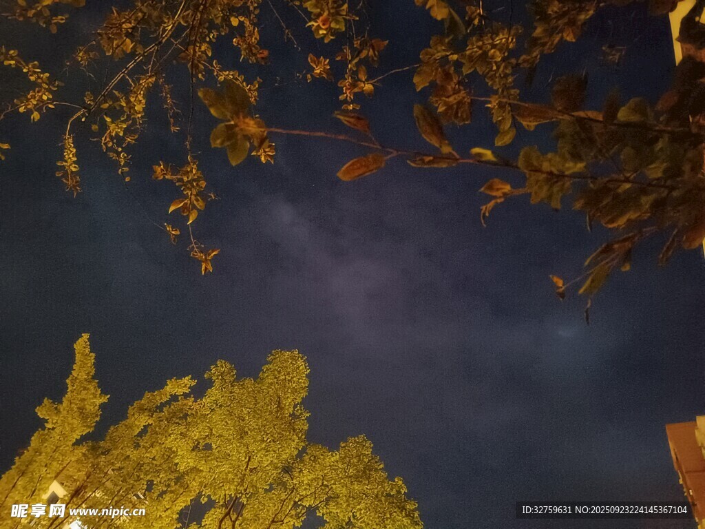 夜空下的金黄树叶美景