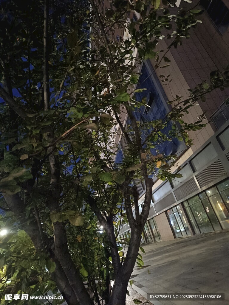 夜晚街边树木与建筑物