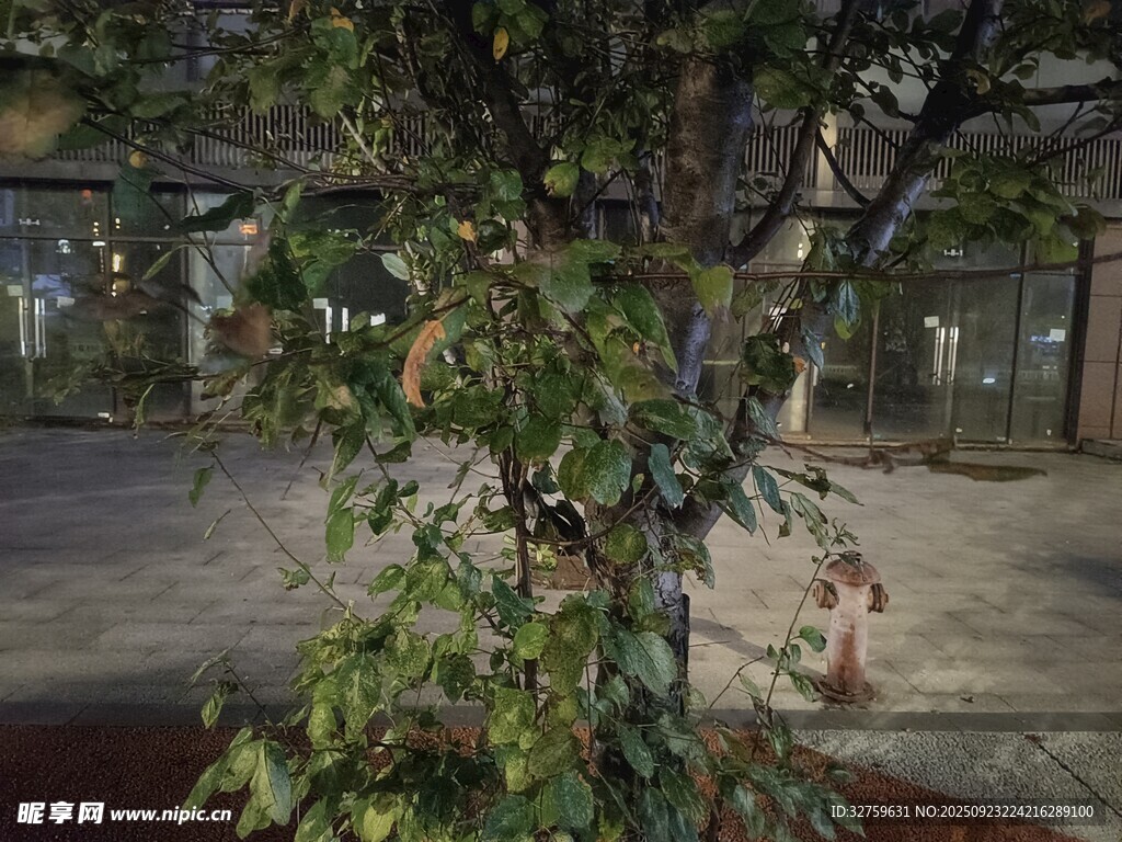 室内绿植景观
