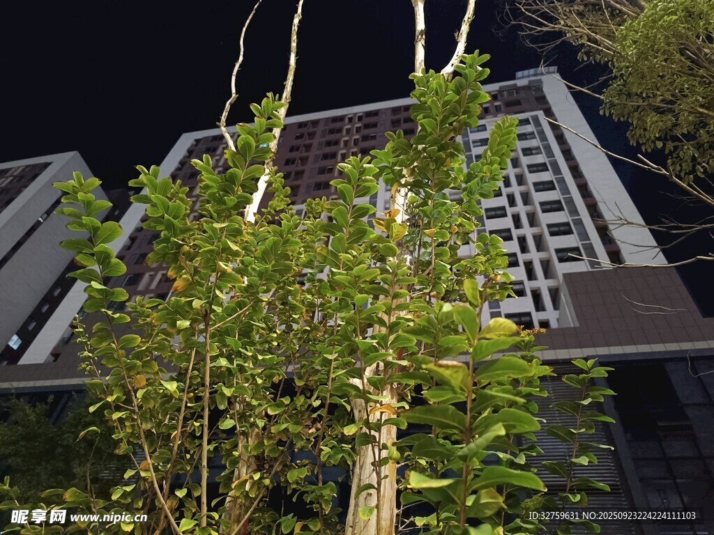 夜晚绿植与建筑景观