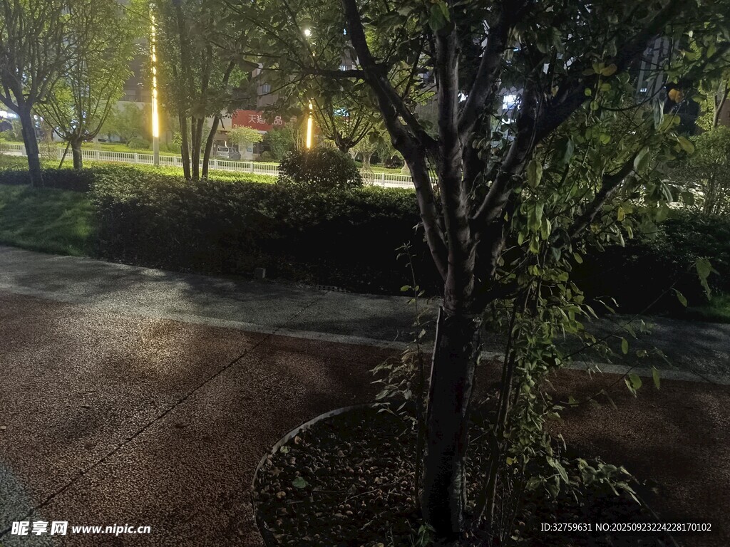 夜晚公园小径与绿植景致