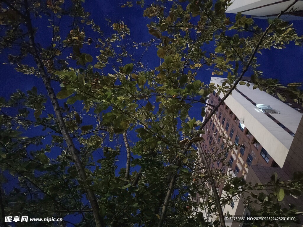 仰视高楼与繁茂枝叶