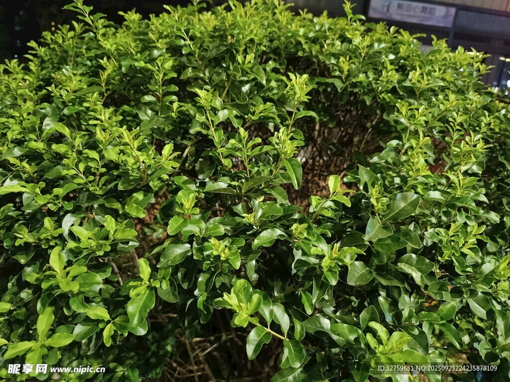 茂盛绿植景观