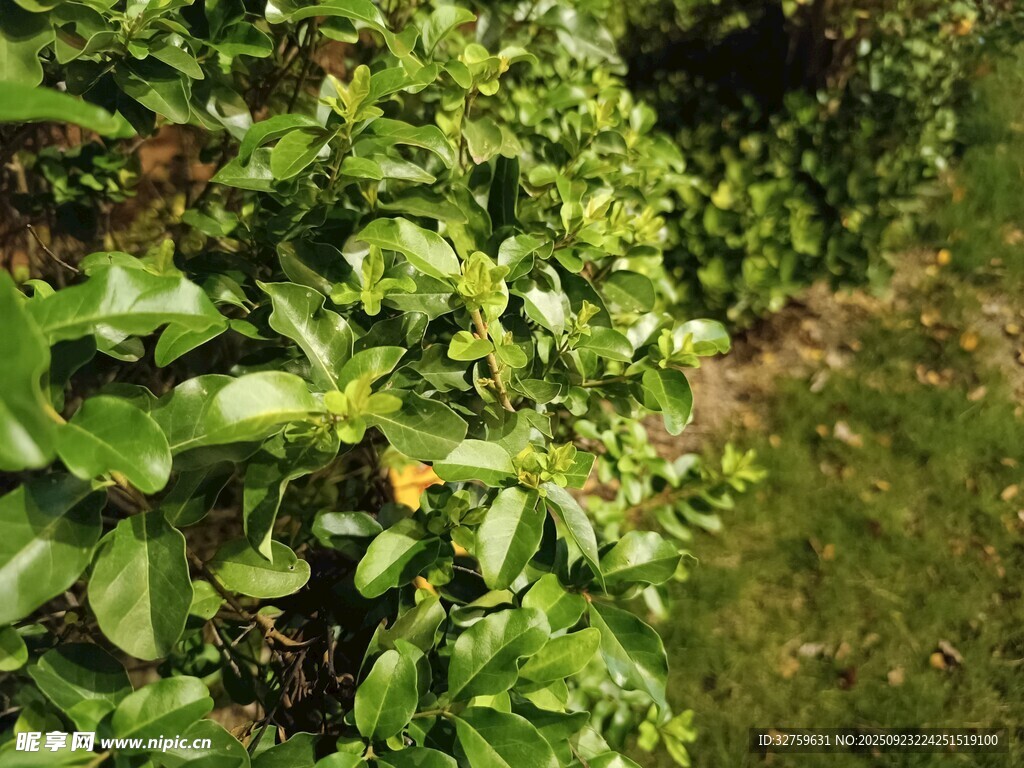 翠绿繁茂的绿植景观